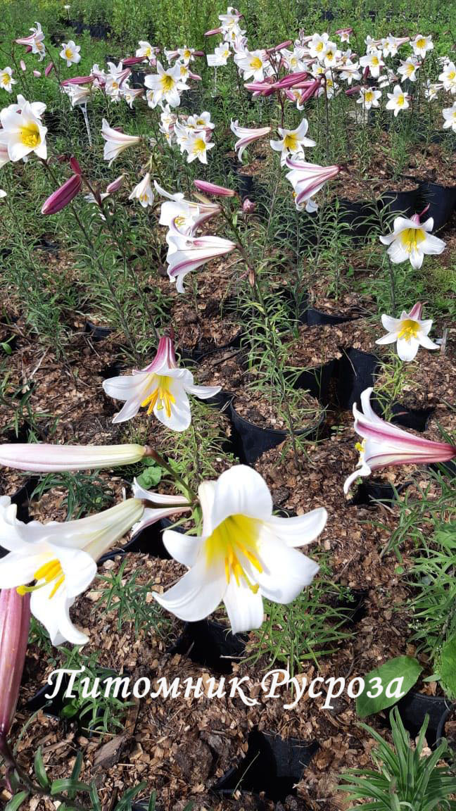 Лилия Трубчатая 