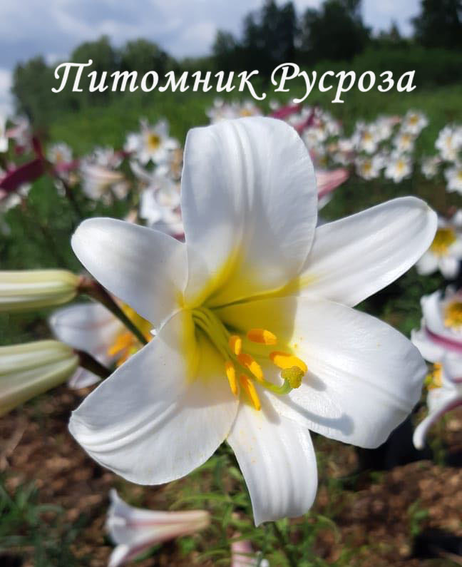 Лилия Трубчатая 