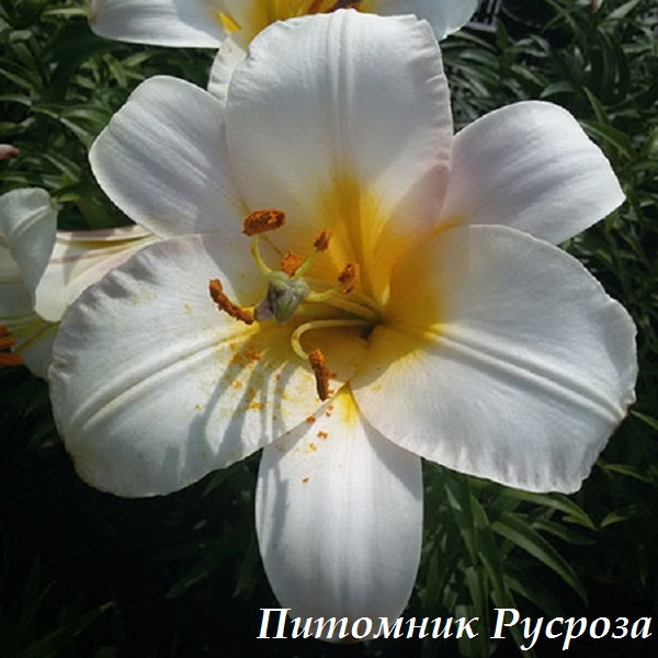 Лилия Трубчатая 