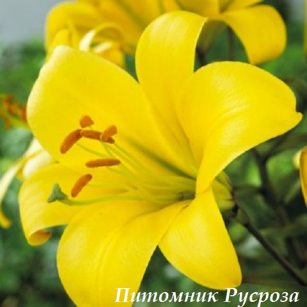 Лилия Трубчатая 