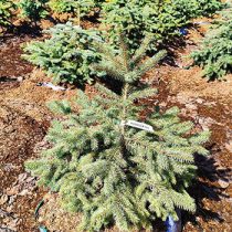 Ель колючая 