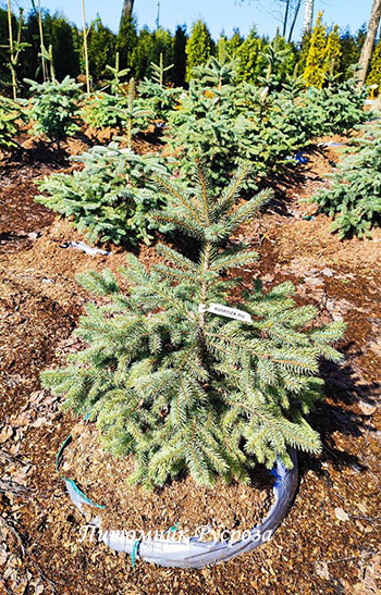 Ель колючая 
