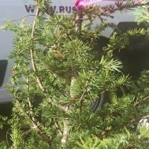 Кедр ливанский 100-120