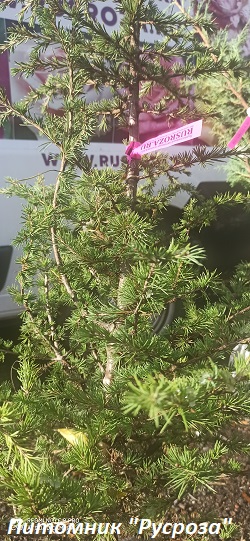 Кедр ливанский 100-120