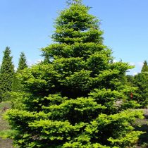 Пихта корейская