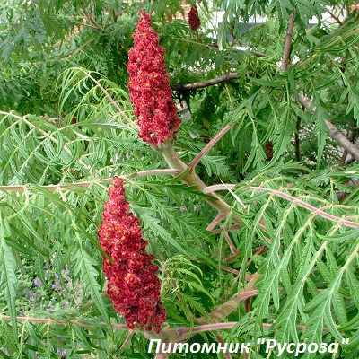 Сумах оленерогий Диссекта