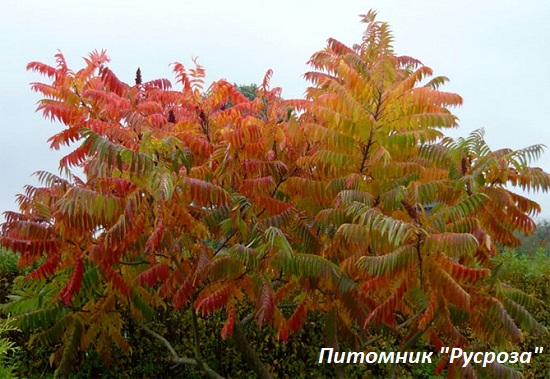 Сумах оленерогий Диссекта