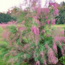 Тамарикс изящный (Бисерник)