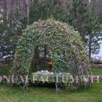 Тополь китайский (Populus simonii)