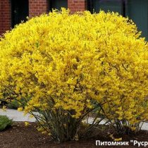 Форзиция средняя 