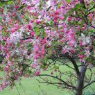 Яблоня декор. 