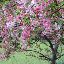 Яблоня декор. 