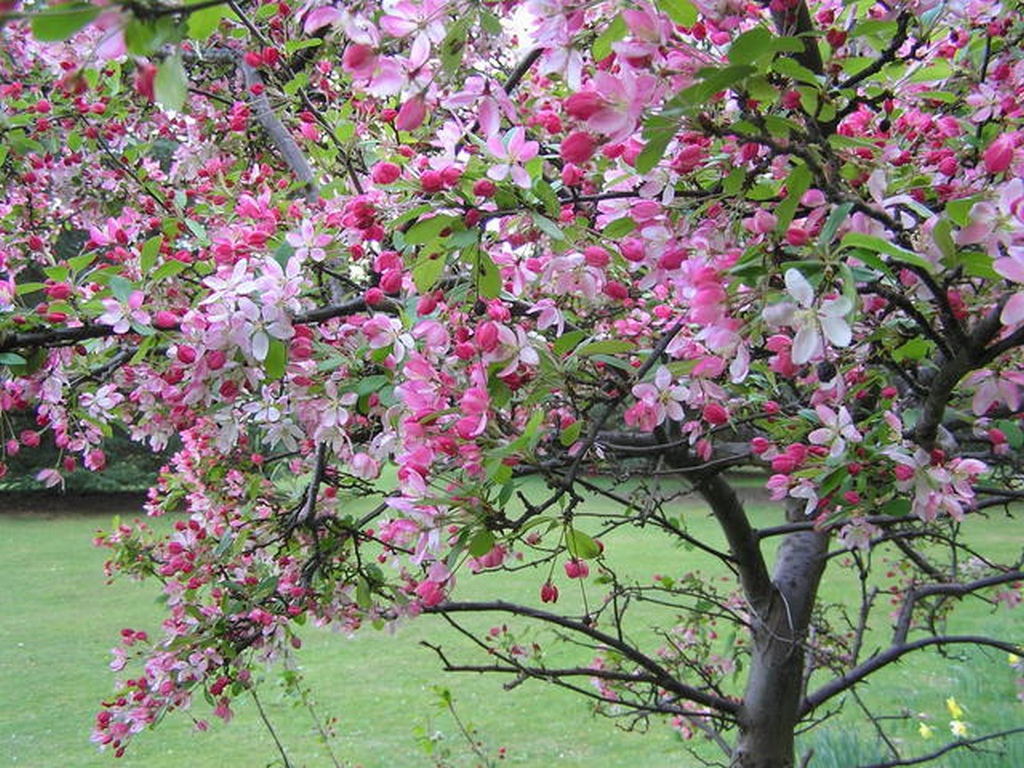 Яблоня декор. 