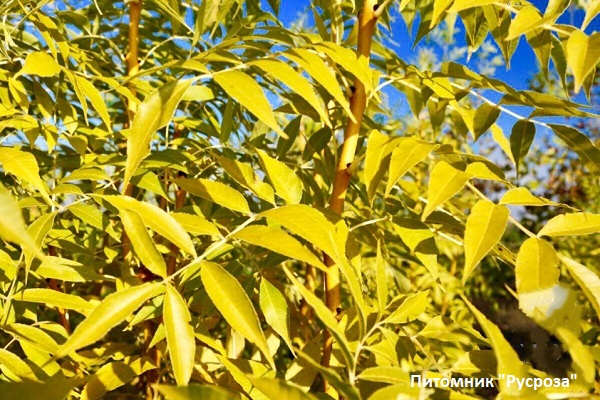 Ясень золотокорый