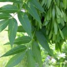 Ясень обыкновенный 