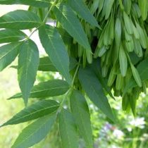 Ясень обыкновенный 