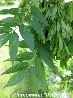 Ясень обыкновенный 