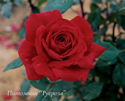 BOTERO ШТ 80-110