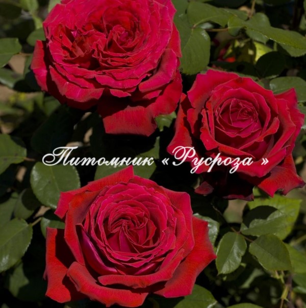 BOTERO ШТ 80-110