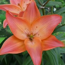 Лилия Азиатская 