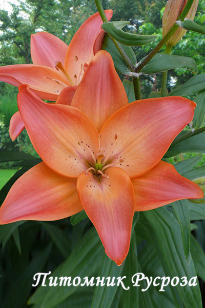 Лилия Азиатская 
