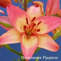 Лилия Азиатская 