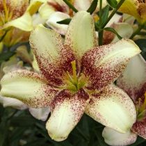 Лилия Азиатская 