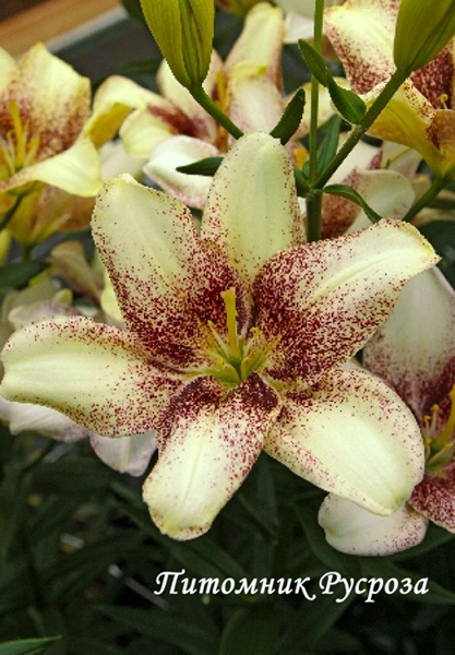 Лилия Азиатская 