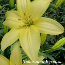 Лилия Азиатская 