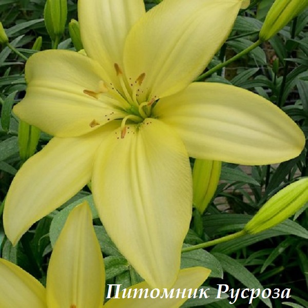 Лилия Азиатская 