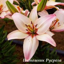 Лилия Азиатская 