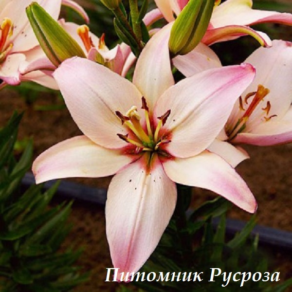 Лилия Азиатская 