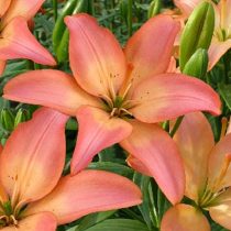 Лилия Азиатская 