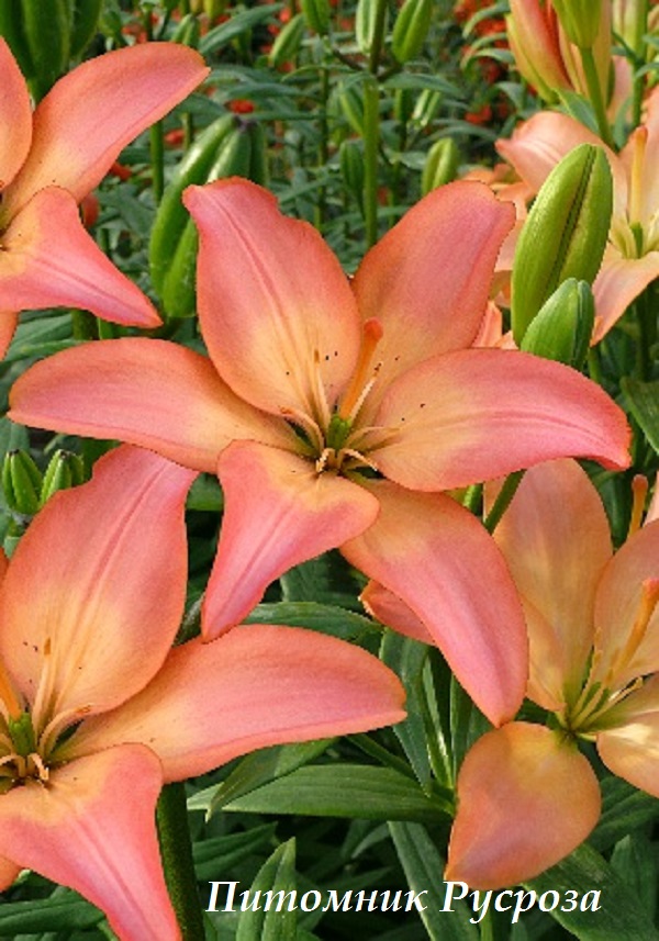Лилия Азиатская 