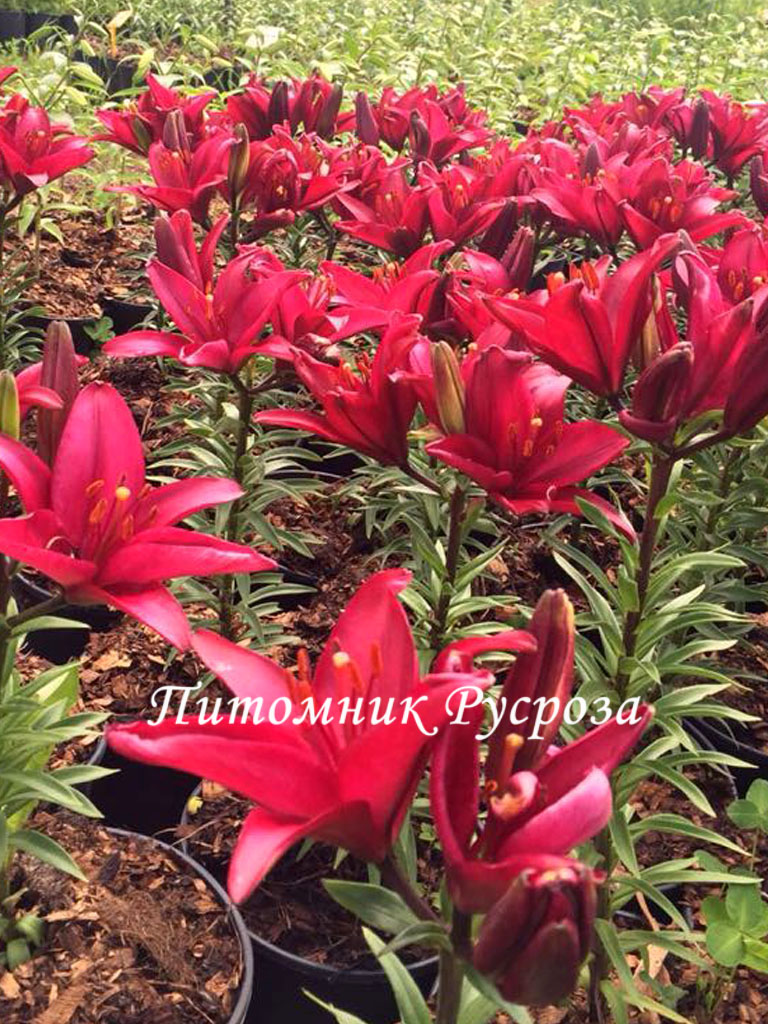 Лилия Азиатская 