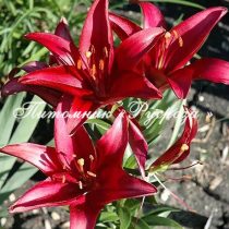 Лилия Азиатская 