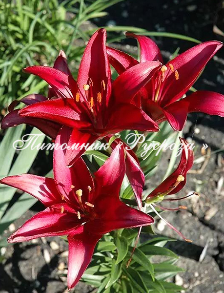 Лилия Азиатская 