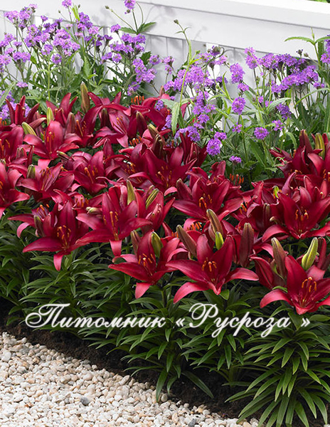 Лилия Азиатская 
