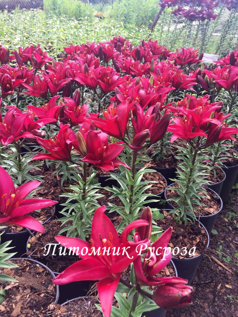 Лилия Азиатская 
