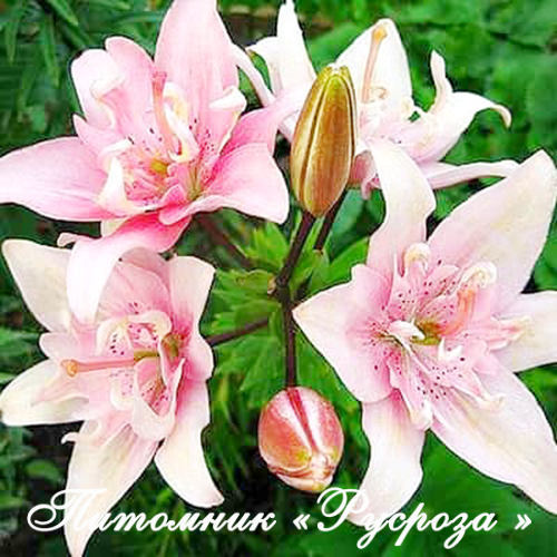 Лилия Азиатская 