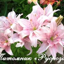 Лилия Азиатская 