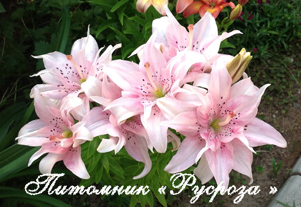 Лилия Азиатская 