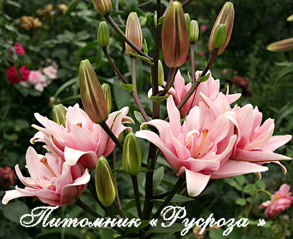 Лилия Азиатская 