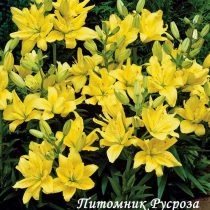 Лилия Азиатская 