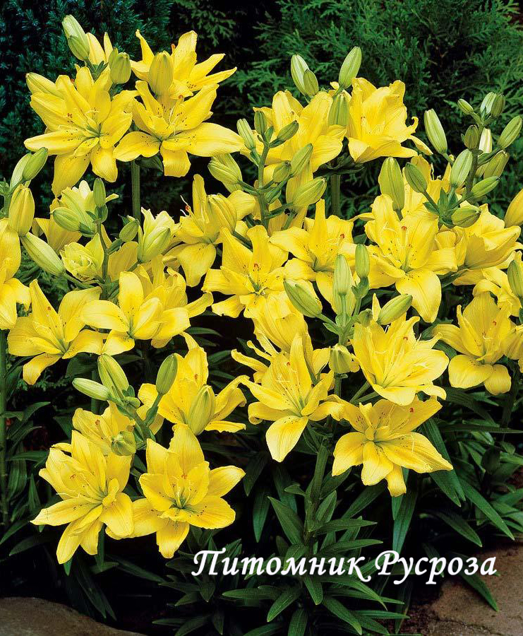 Лилия Азиатская 