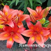 Лилия Азиатская 