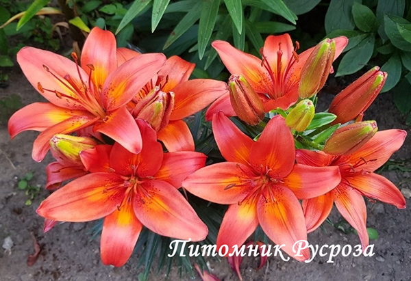 Лилия Азиатская 