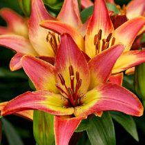 Лилия Азиатская 