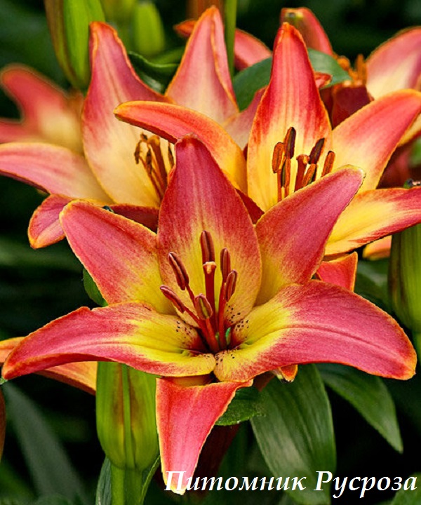 Лилия Азиатская 