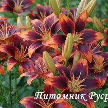 Лилия Азиатская 